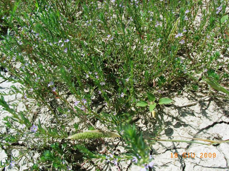 Lythrum hyssopifolia / Salcerella con foglie d'' Issopo
